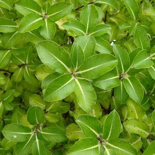 Pittosporum ten. 'Gold Star' 20-25cm 2 Litre - Image 2