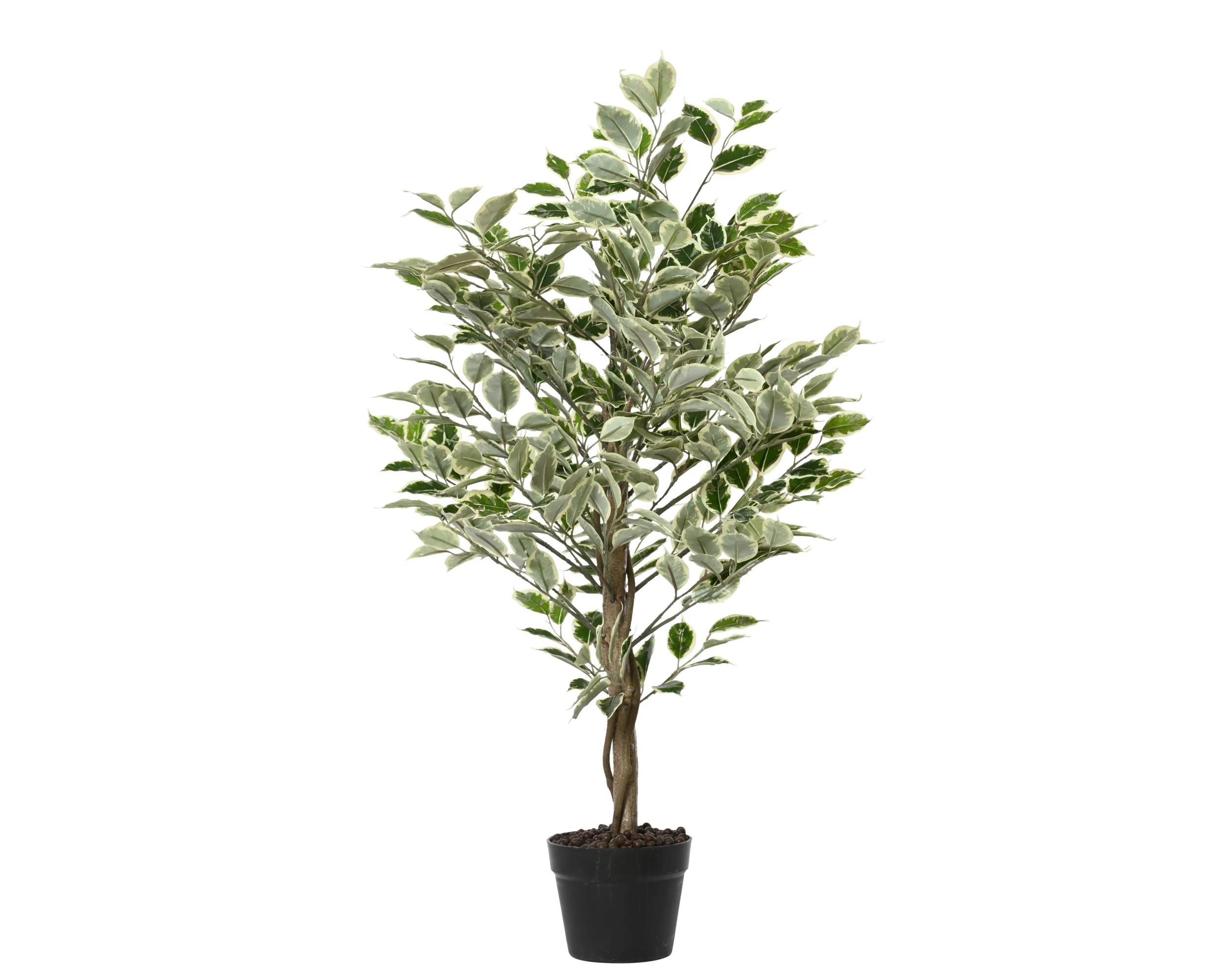 Plant ficus H120cm pot - Image 2