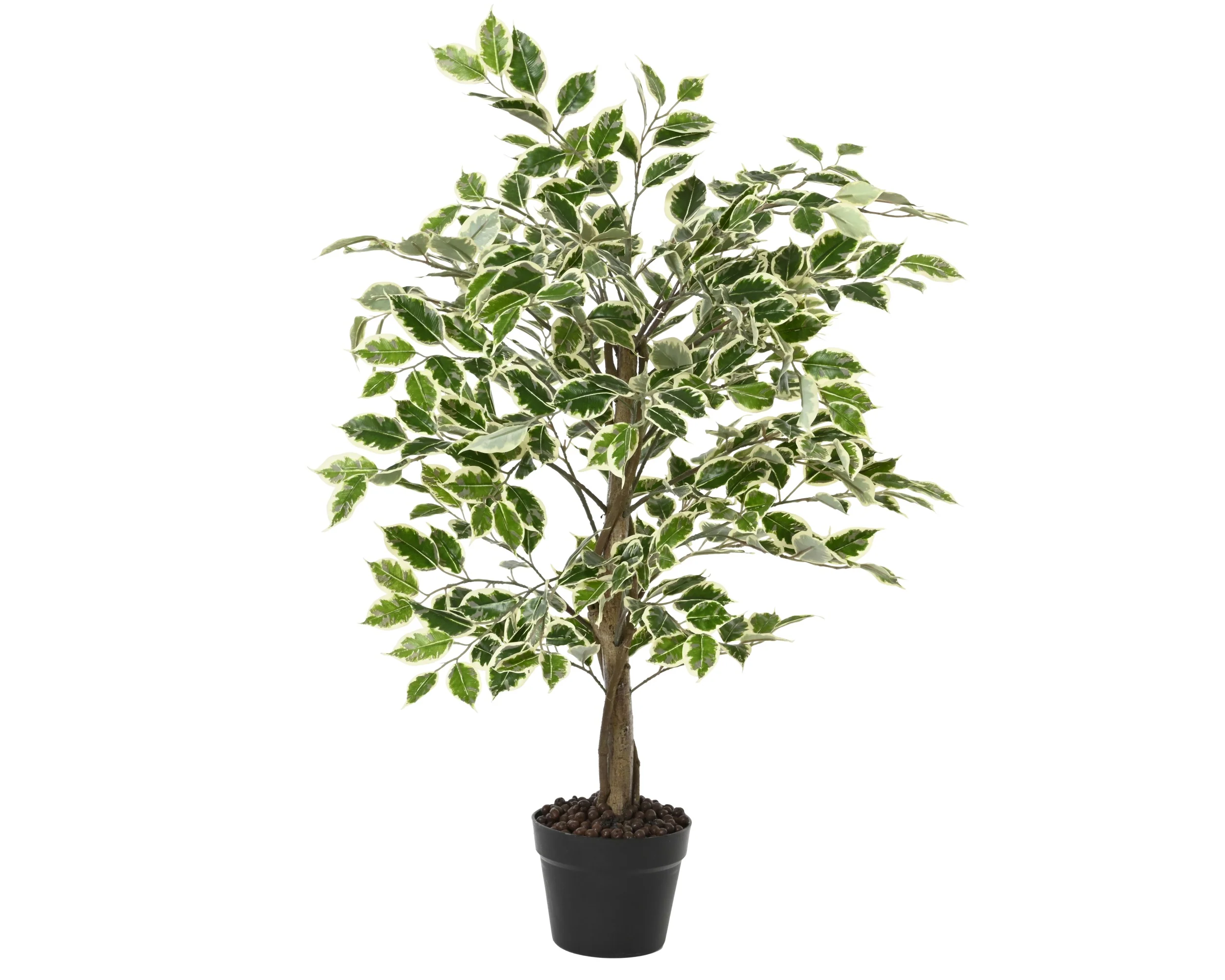 Plant ficus h90cm - Image 2