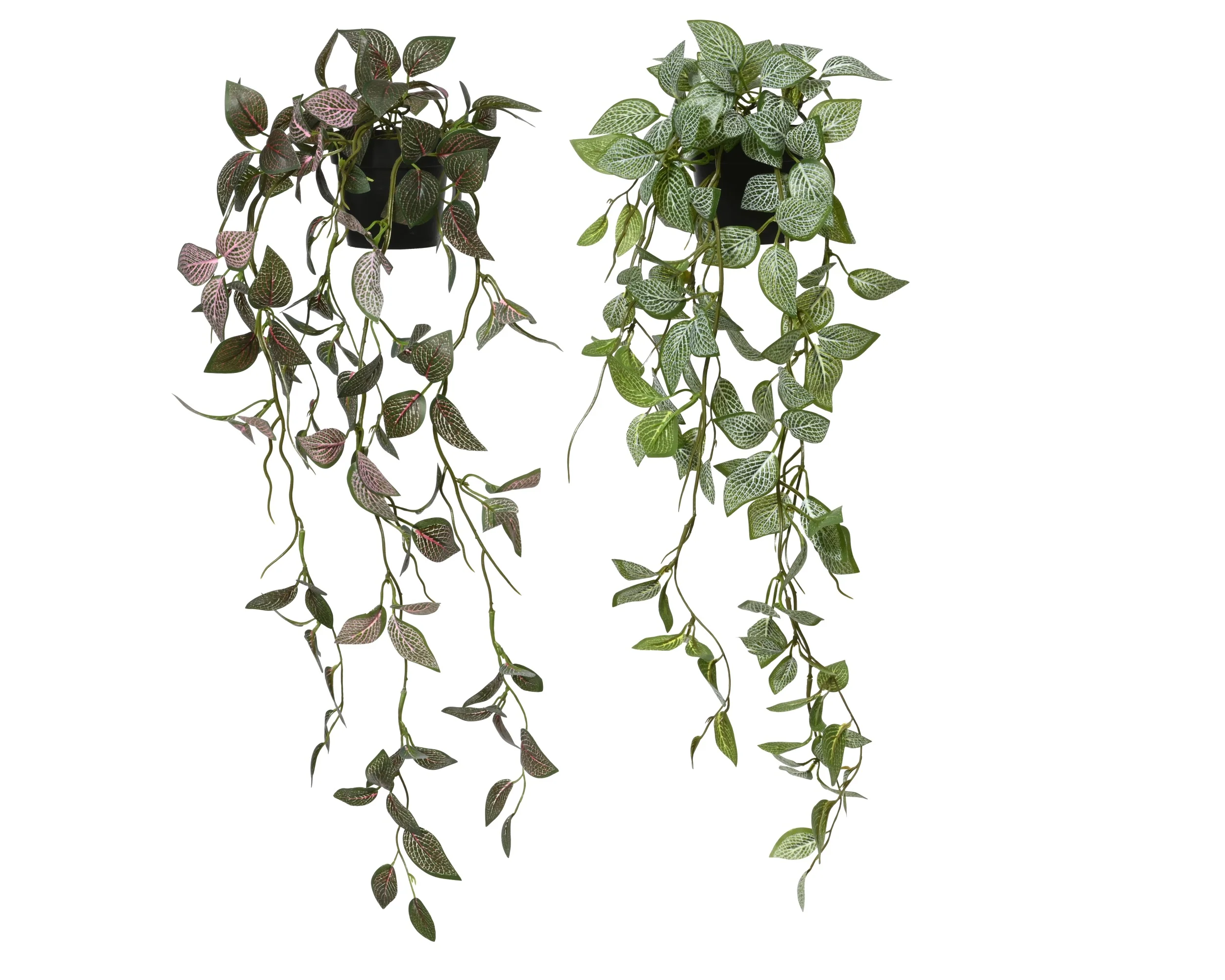 Plant fittonia - sold separately