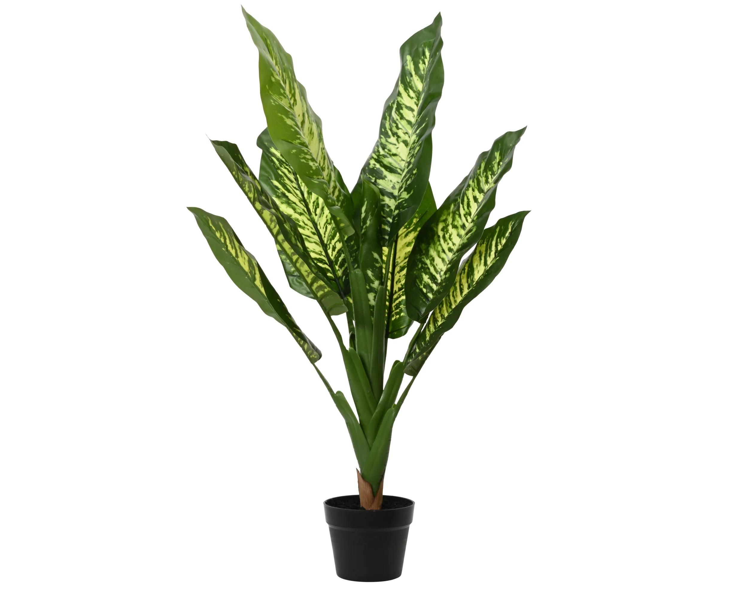 Plant in pot
