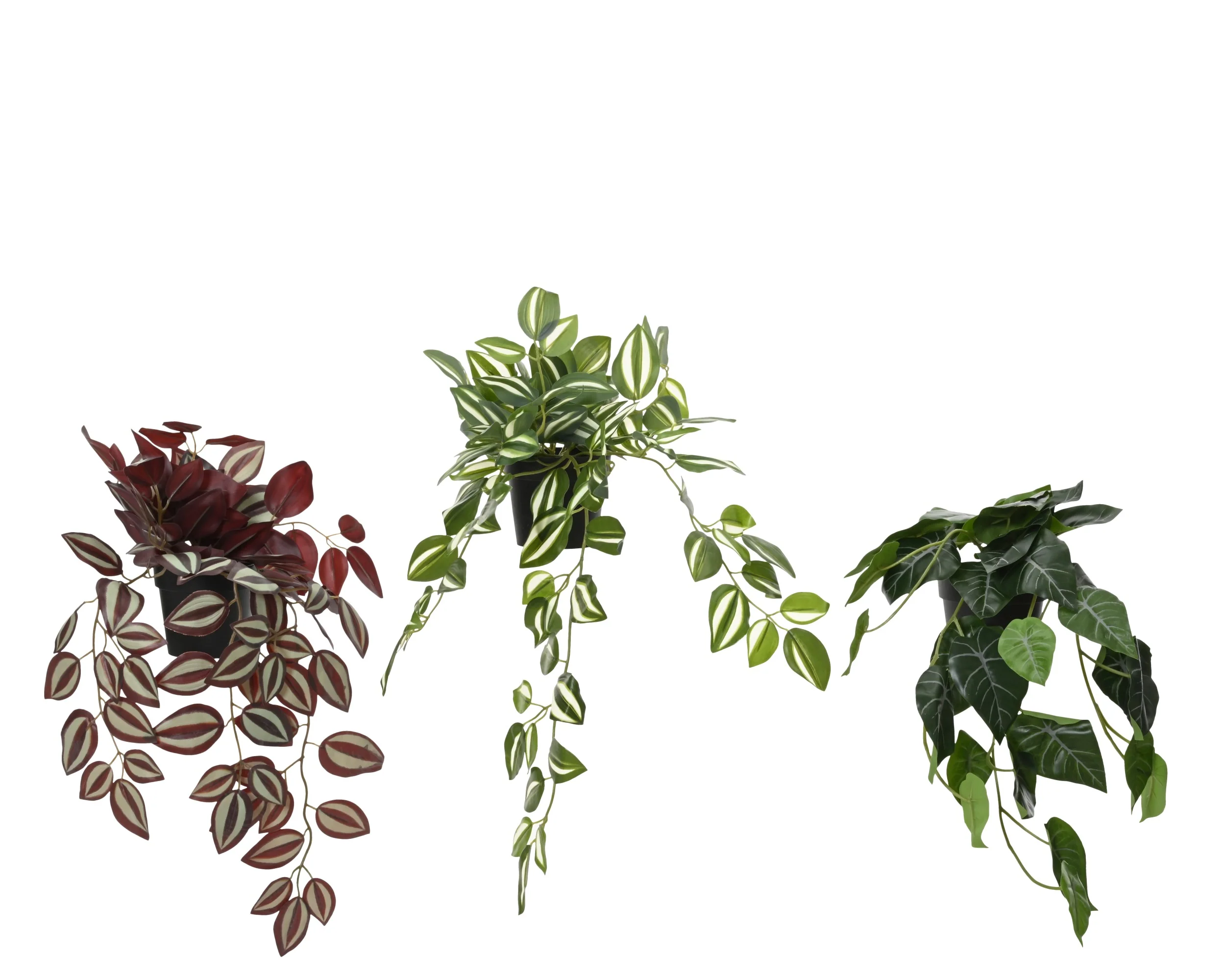Plant in pot - sold separately