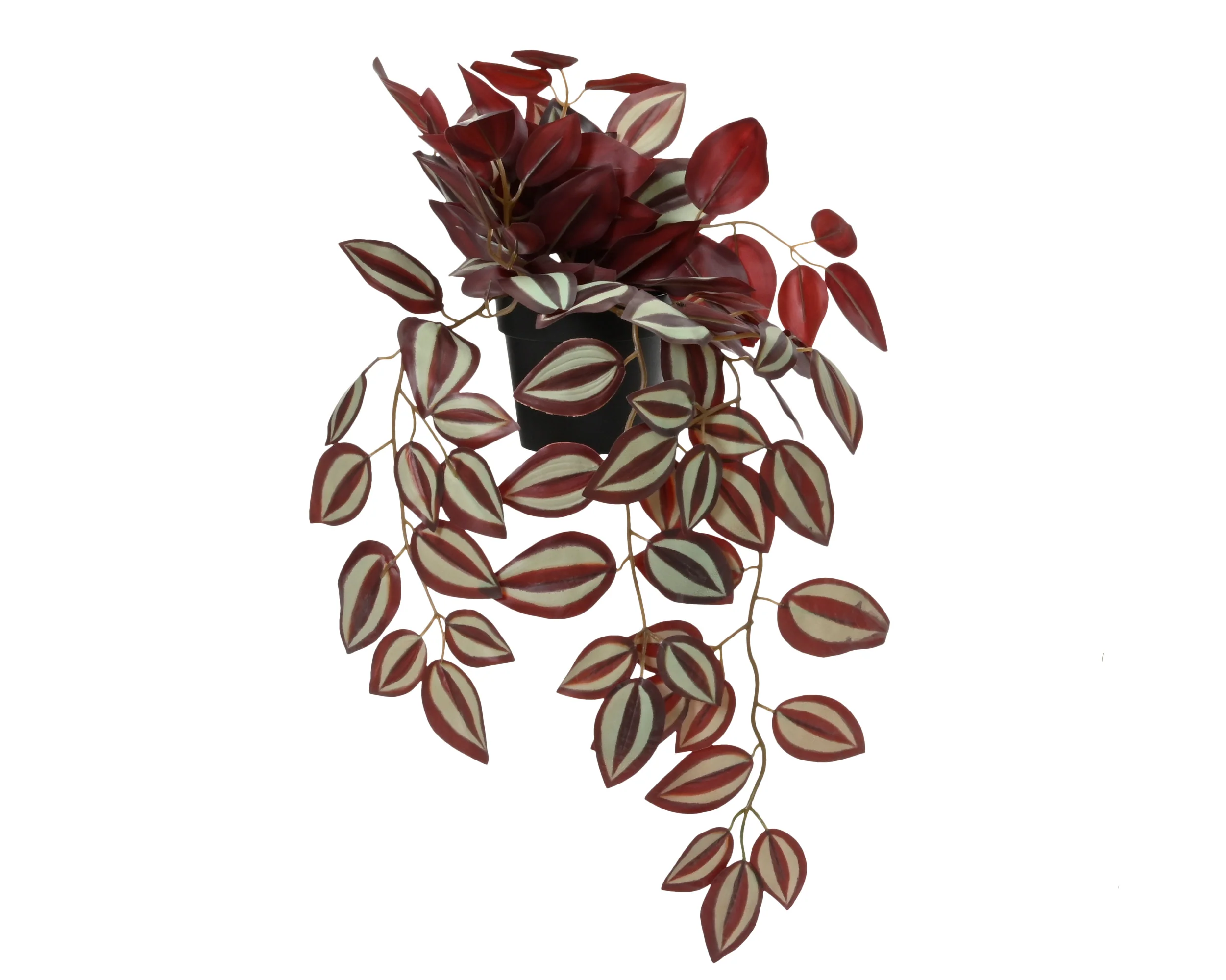 Plant in pot - sold separately - Image 2