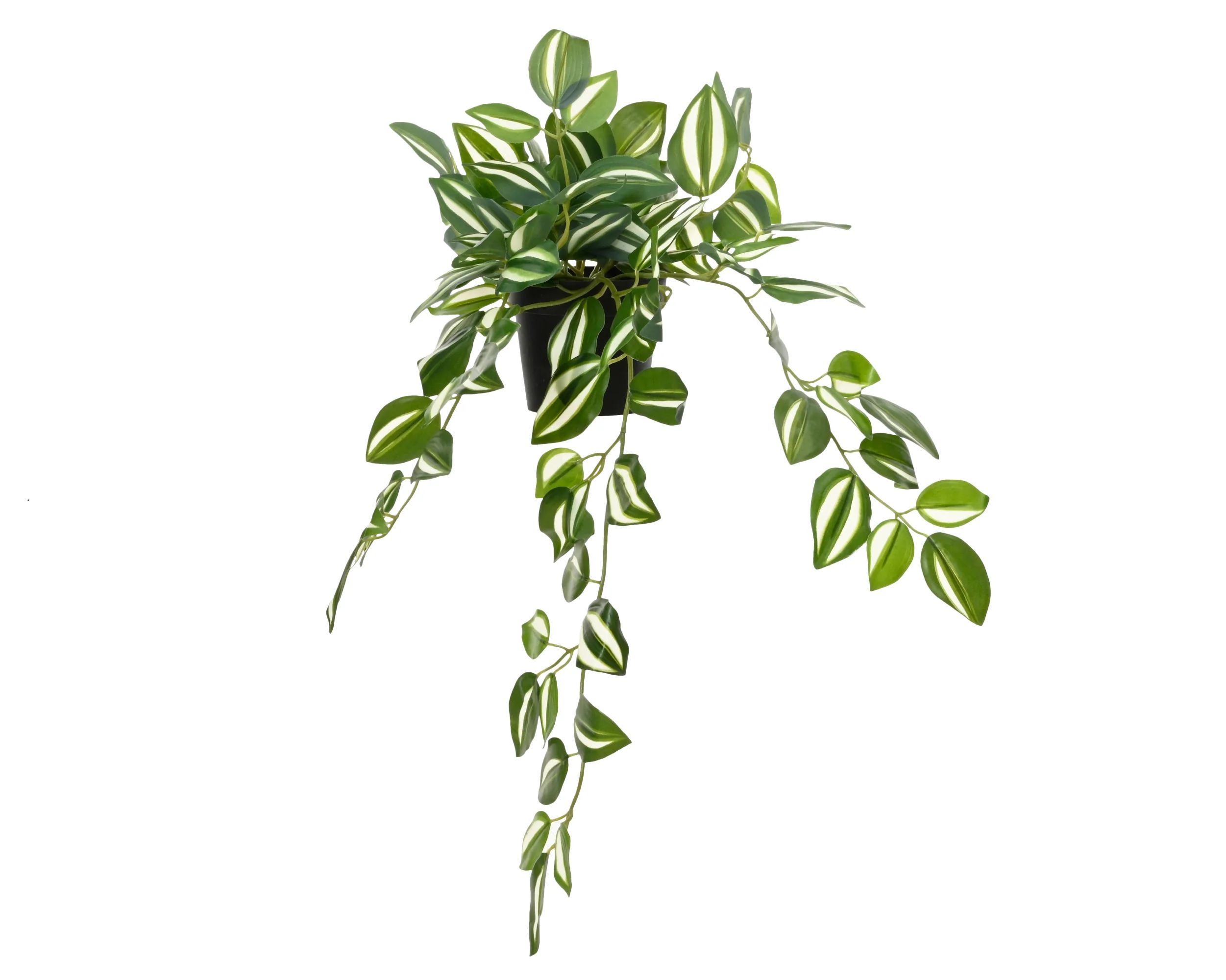 Plant in pot - sold separately - Image 3