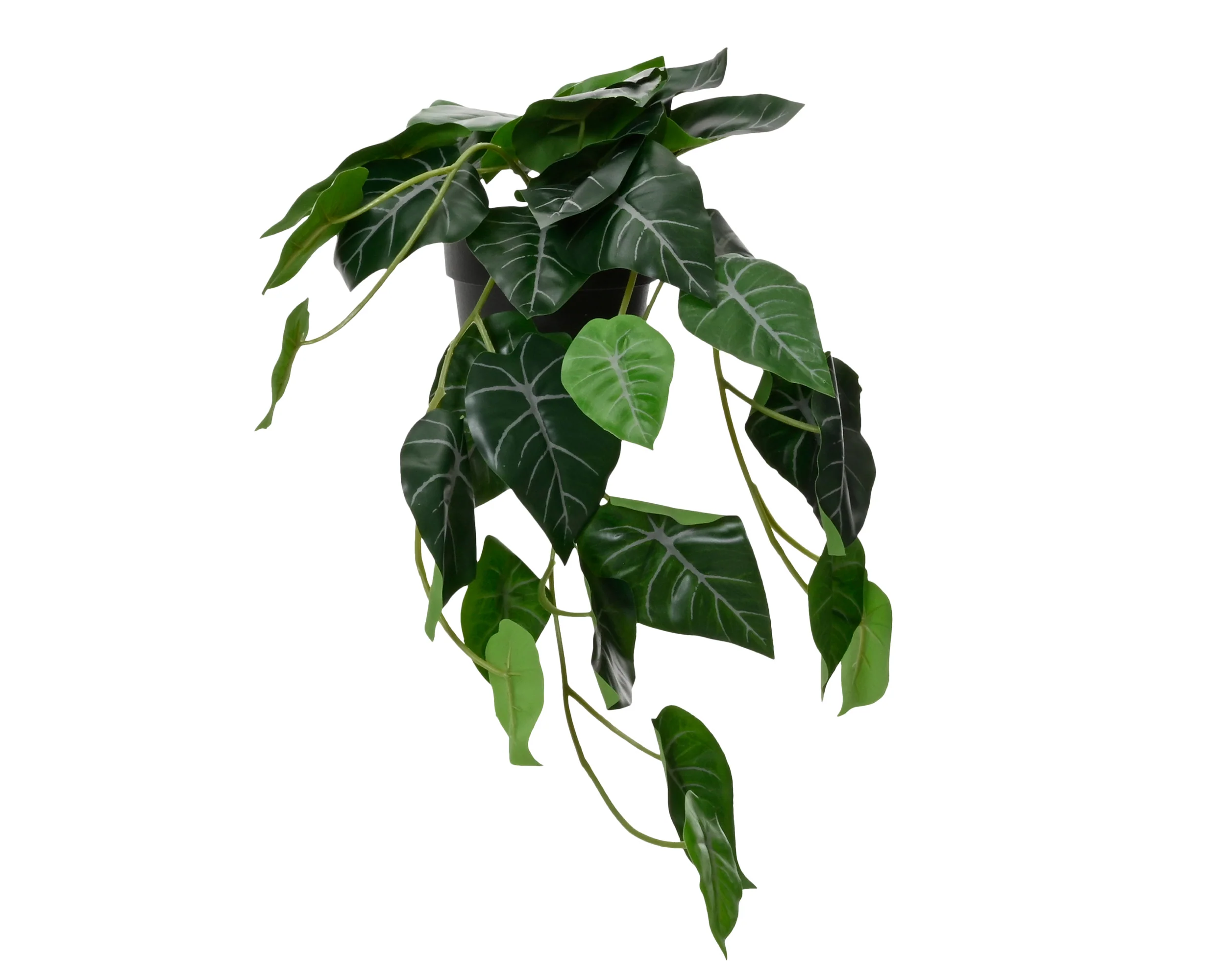 Plant in pot - sold separately - Image 4