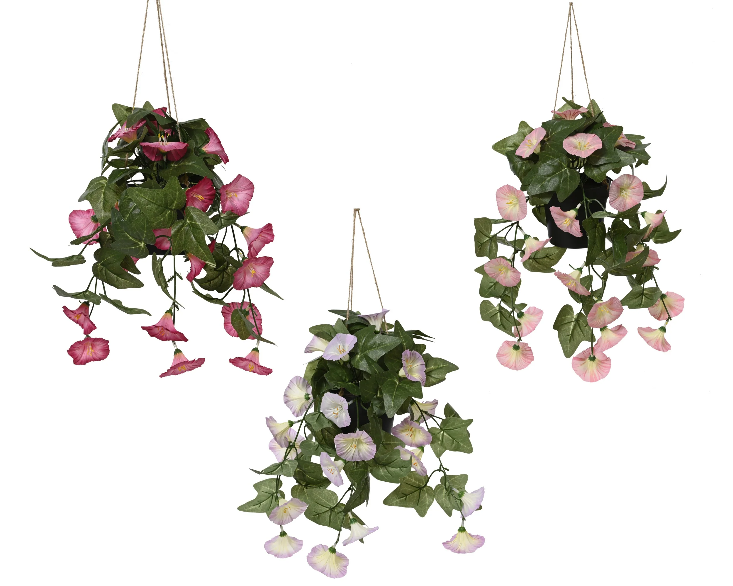 Plant petunia - sold separately