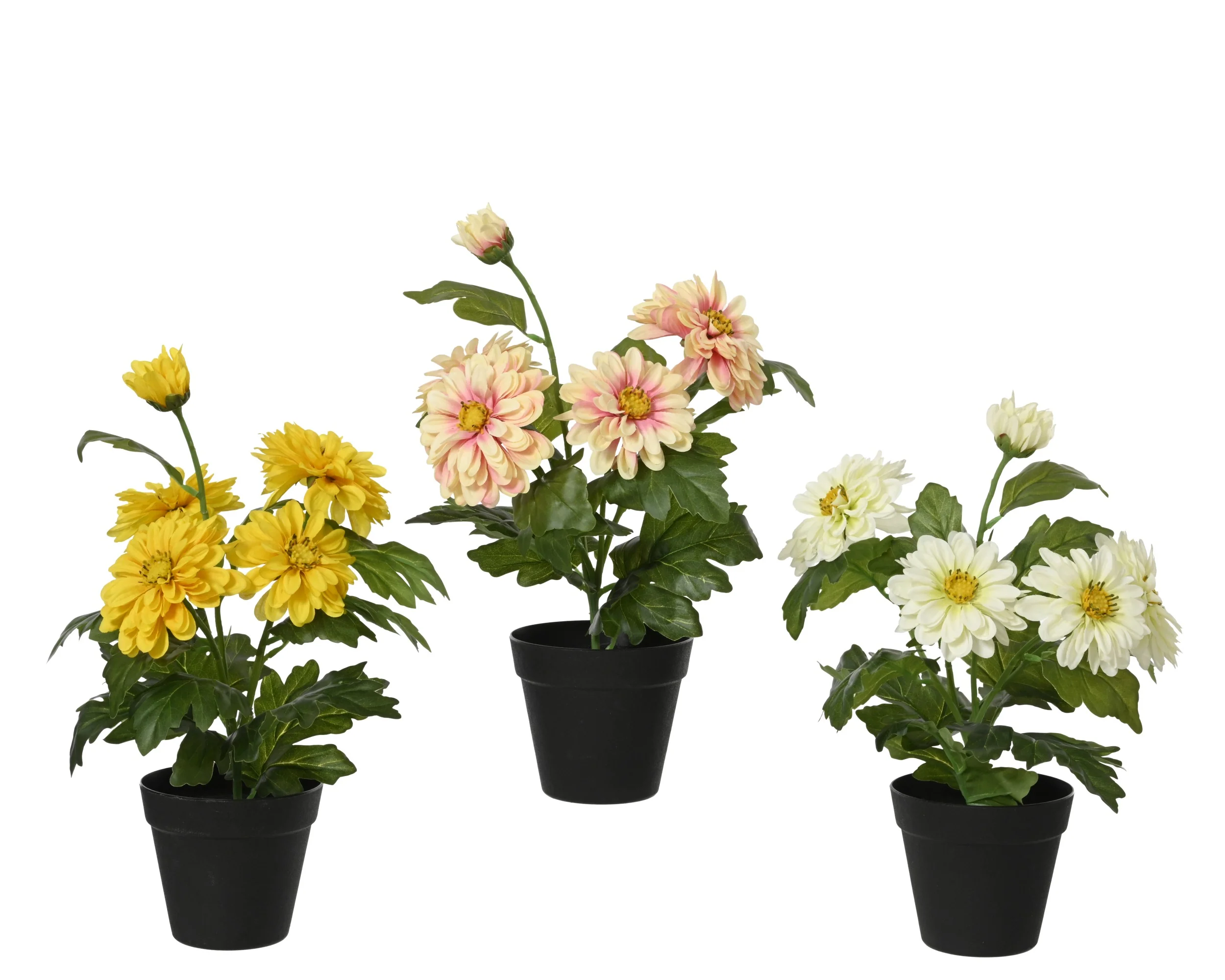 Plant zinnia in pot - sold separately - Image 3