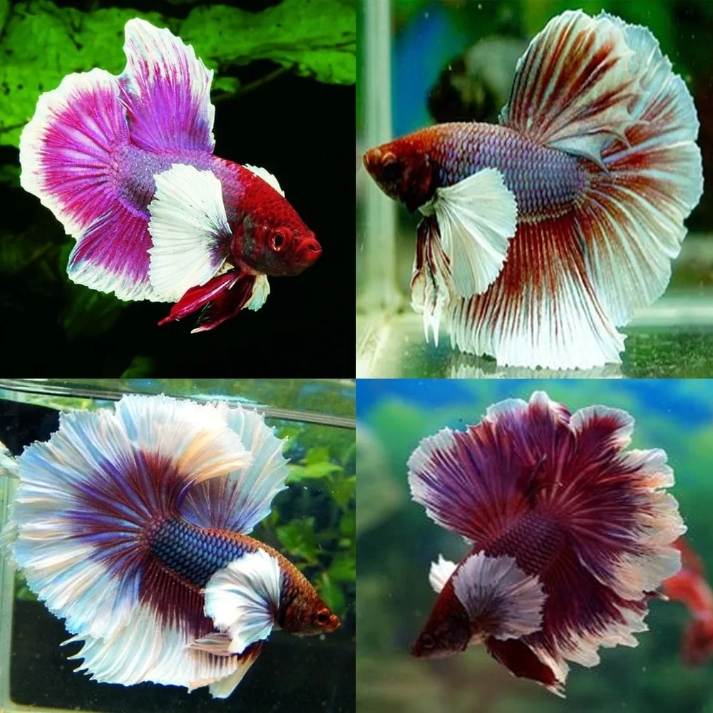 Platinum Elephant Ear Male Siamese Fighter XL