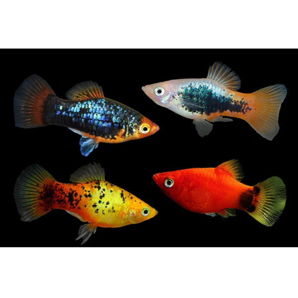 Platy Assorted (ML)