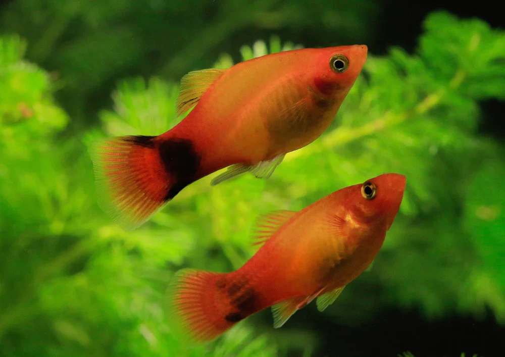 Platy Assorted (ML) - Image 2
