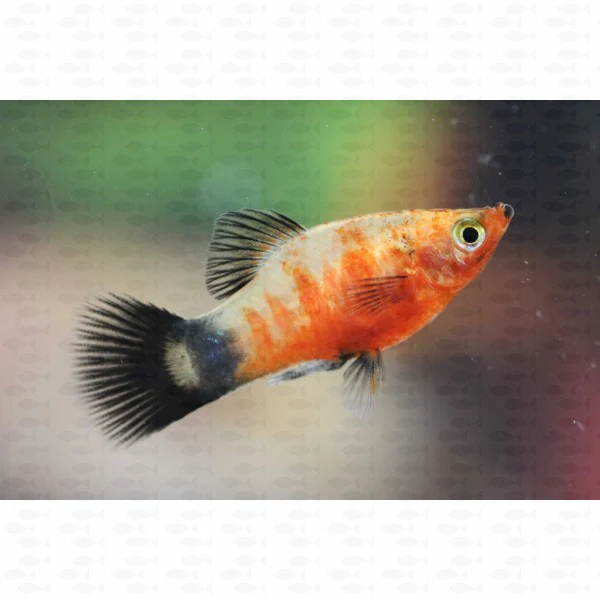 Platy Assorted (ML) - Image 3