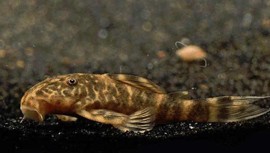 Clown Pleco | Plecostomus Clown L104 (ML) - Image 3