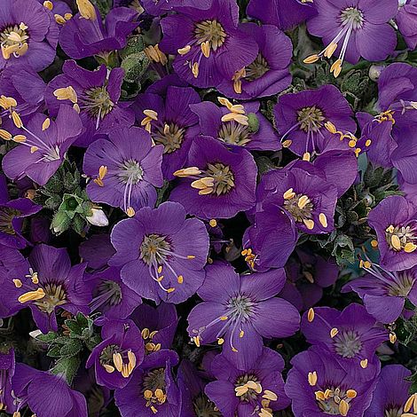 Polemonium Boreale 'Heavenly Habit' - Image 2
