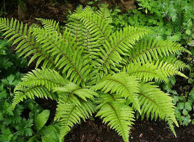 Polystichum Polyblepharum 'Tassel Fern' (2Litre) - Image 2