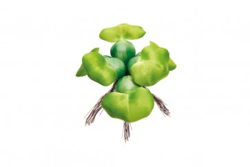 Oase Pontec Pondo Floating Hyacinth 14cm - Image 2
