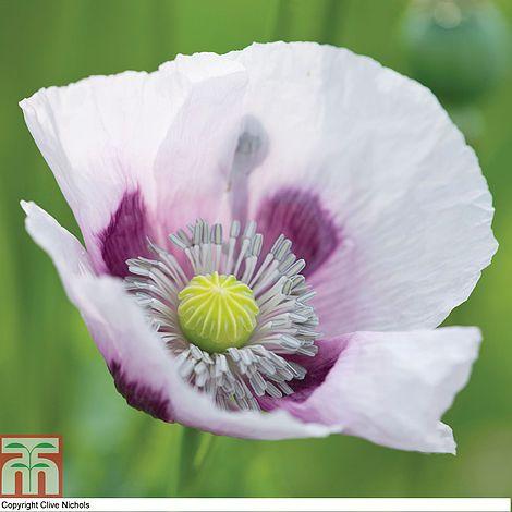 Poppy Album