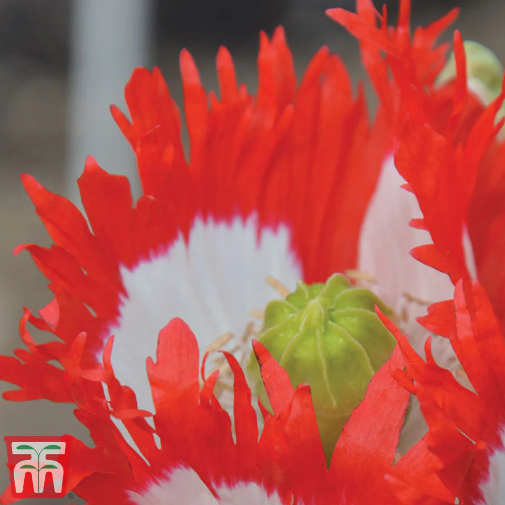 Poppy 'Danish Flag' - Image 2