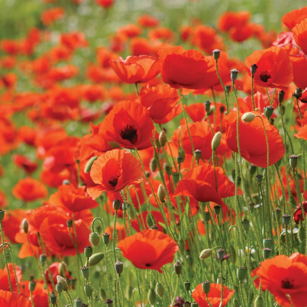 Mr. Men™ Little Miss™ - Little Miss Splendid - Poppy 'Flanders' - Image 3