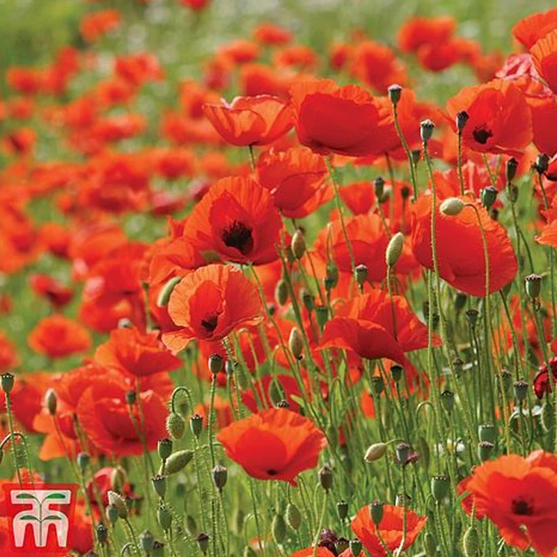Poppy Flanders Seeds