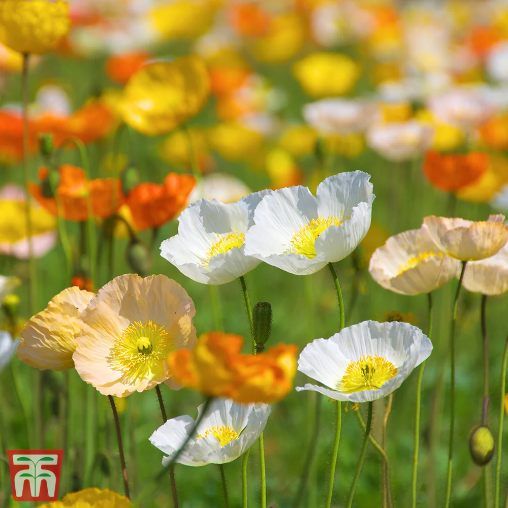 Poppy 'Iceland Mixed'