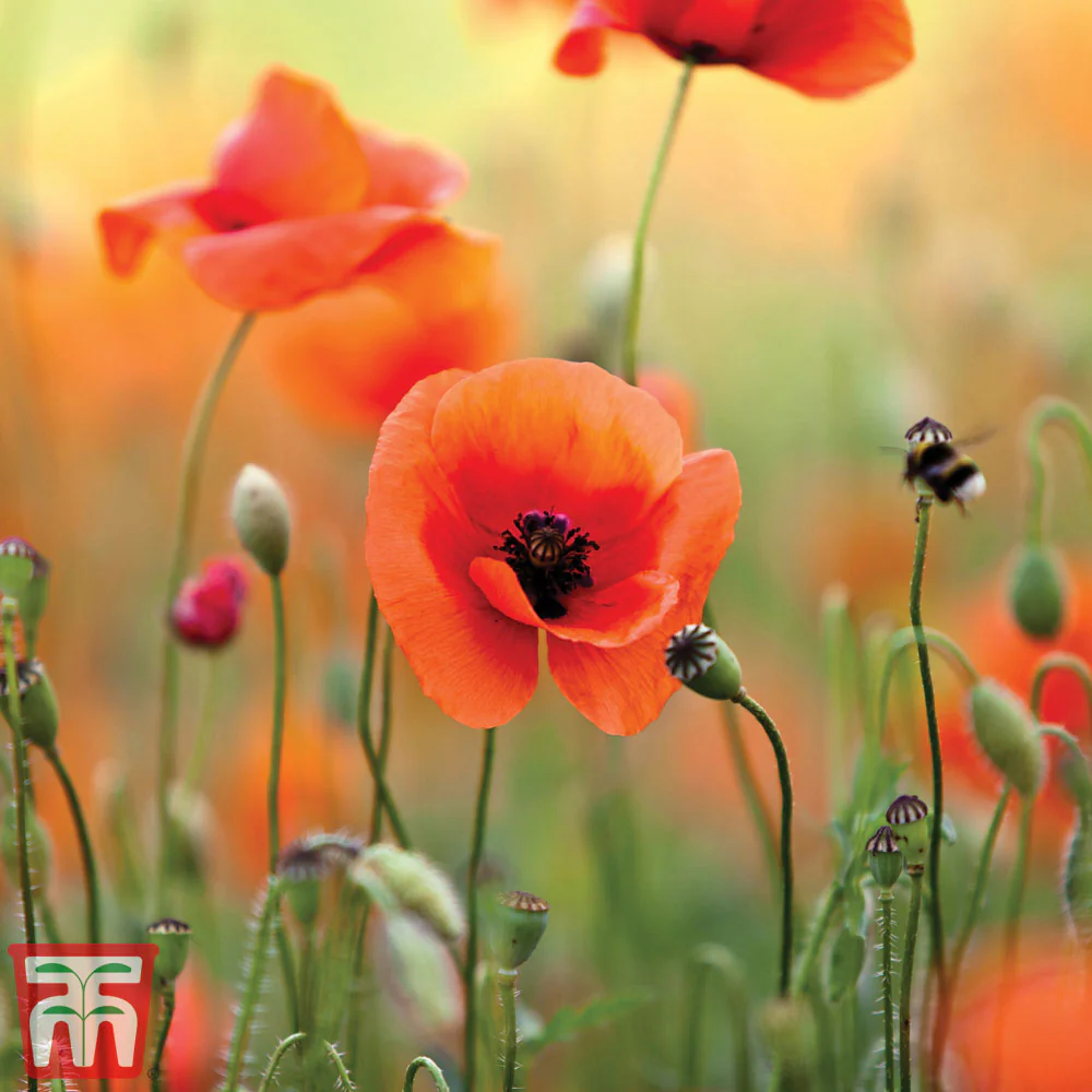 Poppy (Wild) - Kew Pollination - Image 3