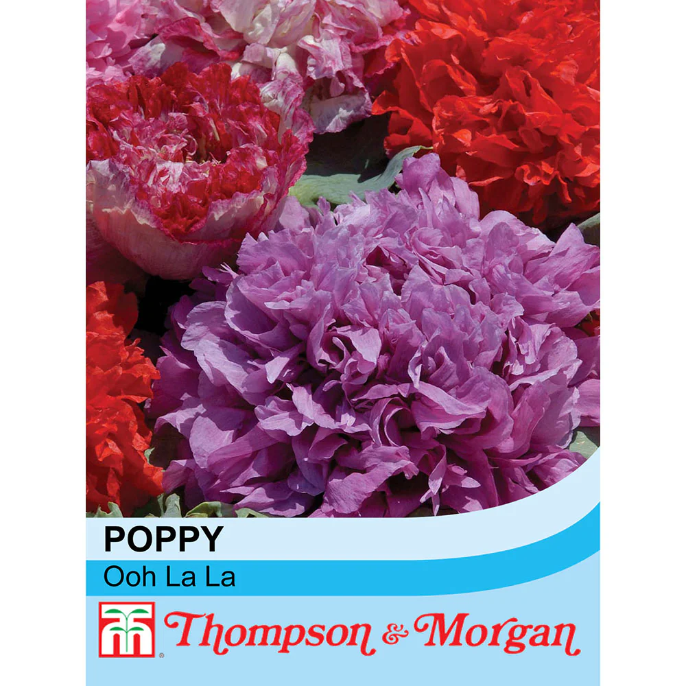 Poppy 'Ooh La La'