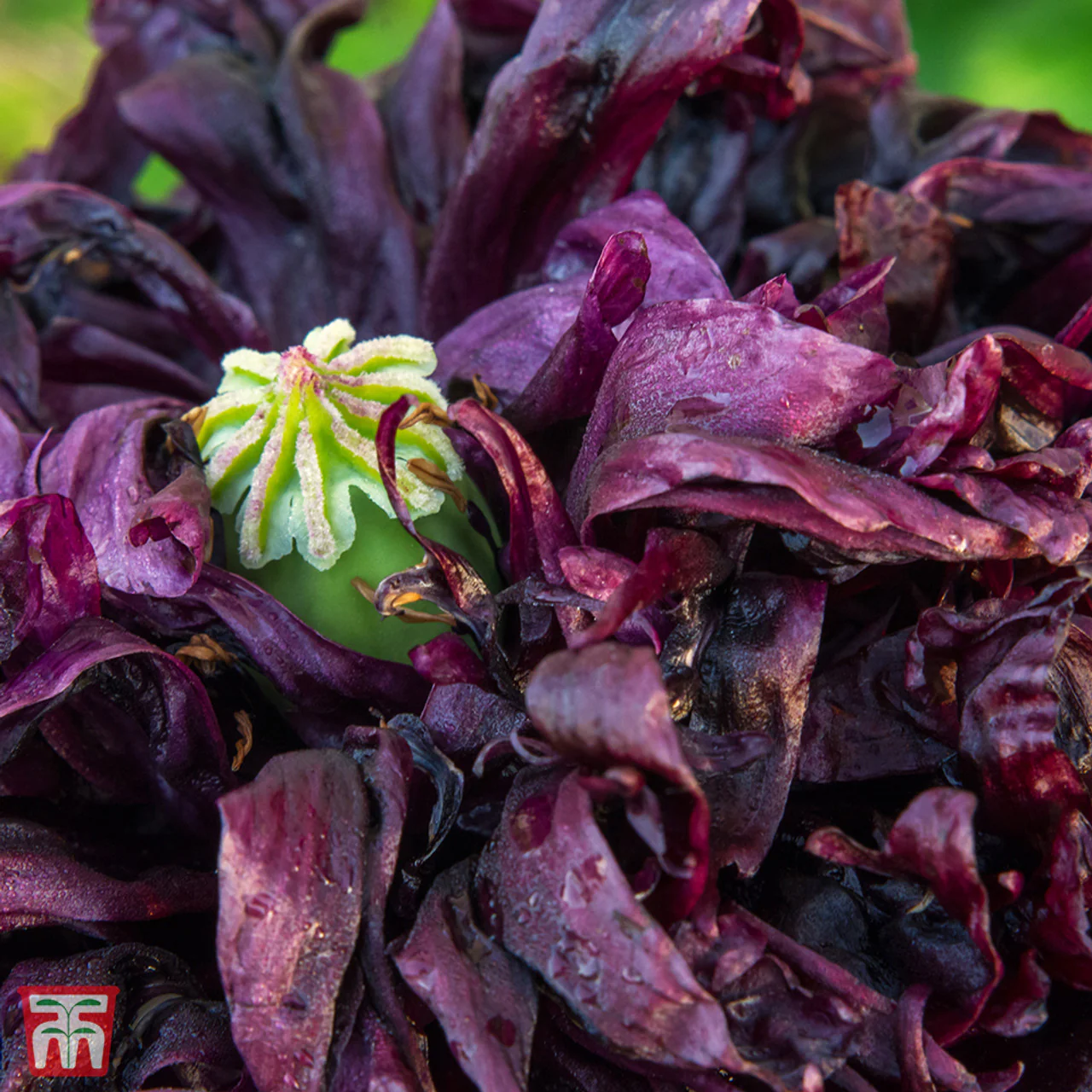 Poppy Papaver Paeony Double Black