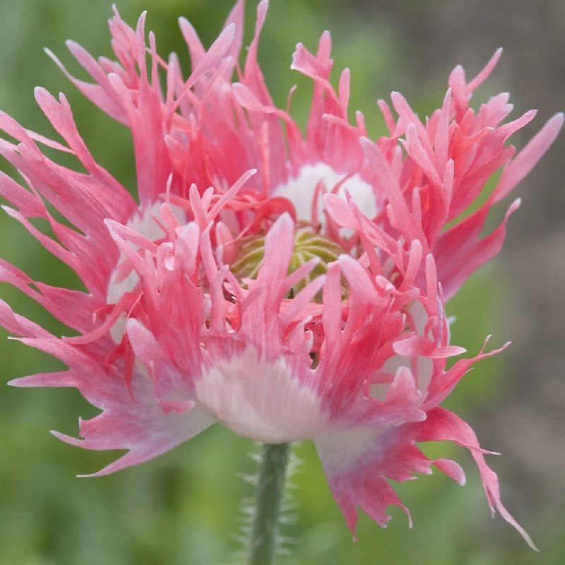 Poppy Pink Fizz