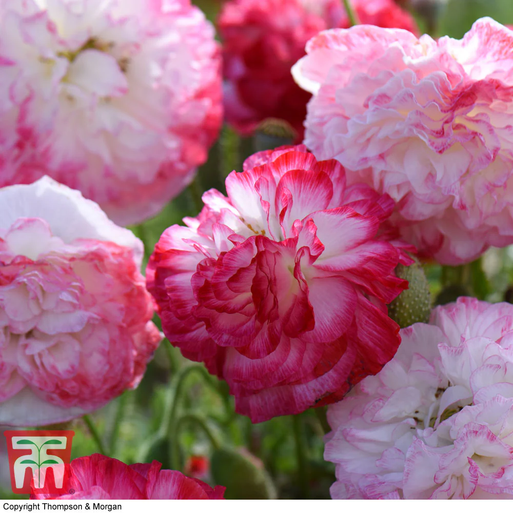 Poppy 'Supreme' - Image 2