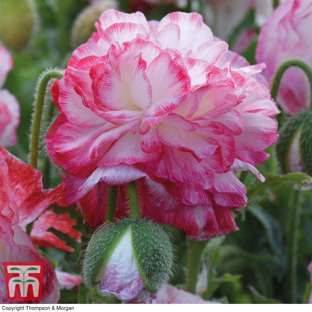 Poppy 'Supreme' - Image 3