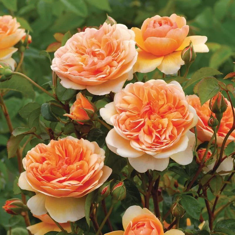 Port Sunlight David Austin Fragrant Rose 6 Litre - Image 4