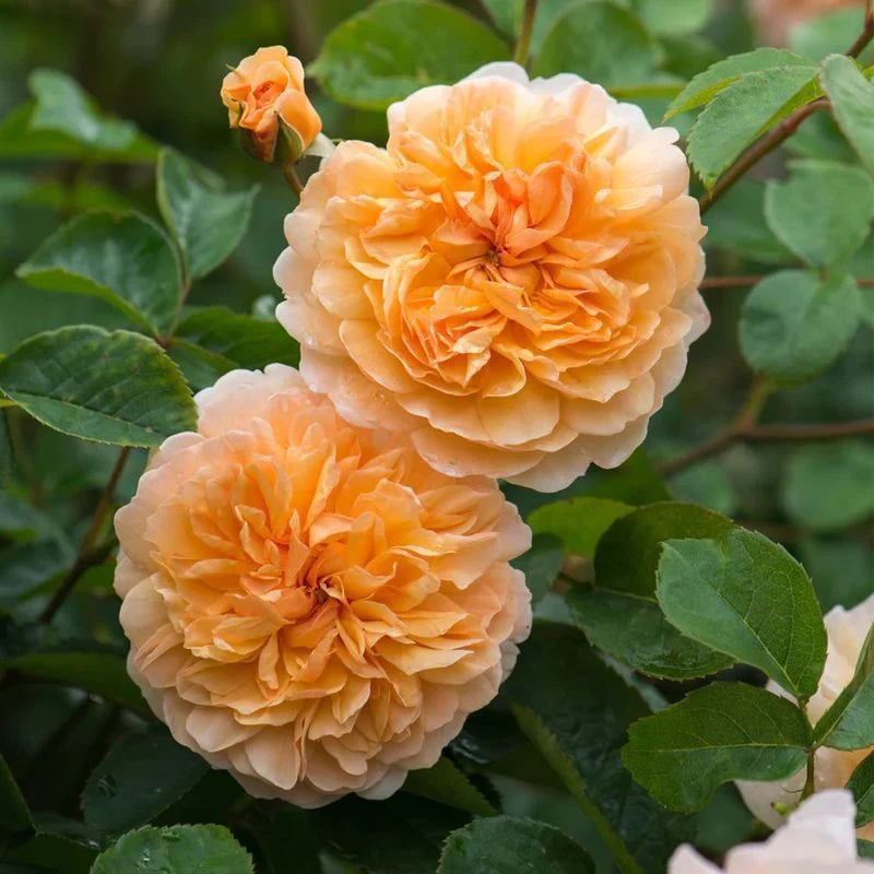 Port Sunlight David Austin Fragrant Rose 6 Litre - Image 5