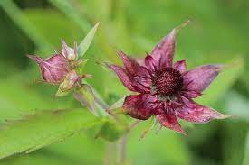 Potentilla palustris | Bogbean Cinquefoil P9