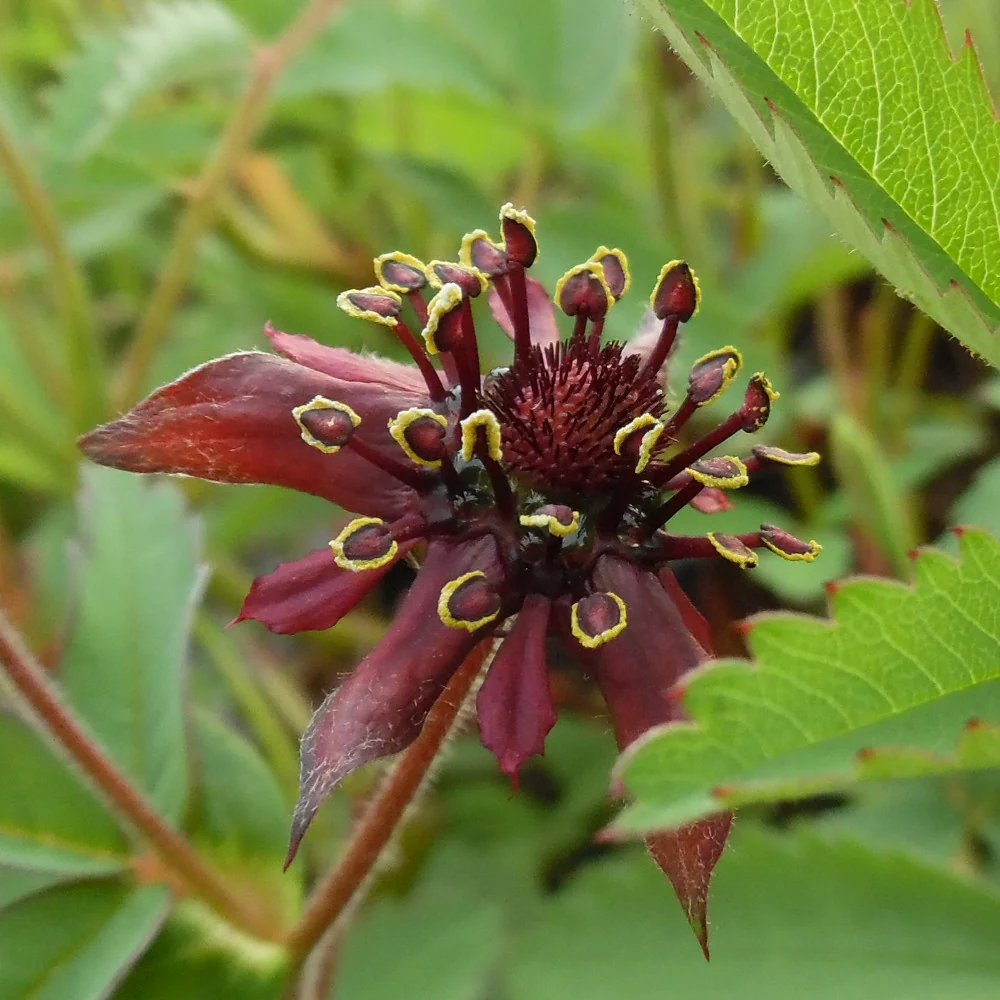 Potentilla palustris | Bogbean Cinquefoil P9 - Image 2