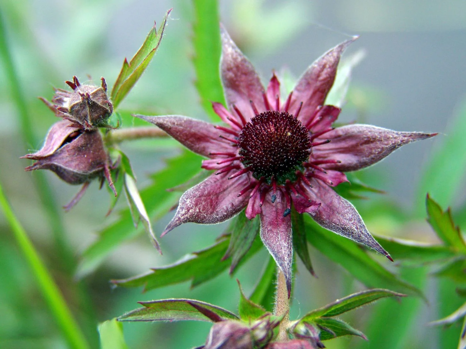 Potentilla palustris | Bogbean Cinquefoil P9 - Image 5