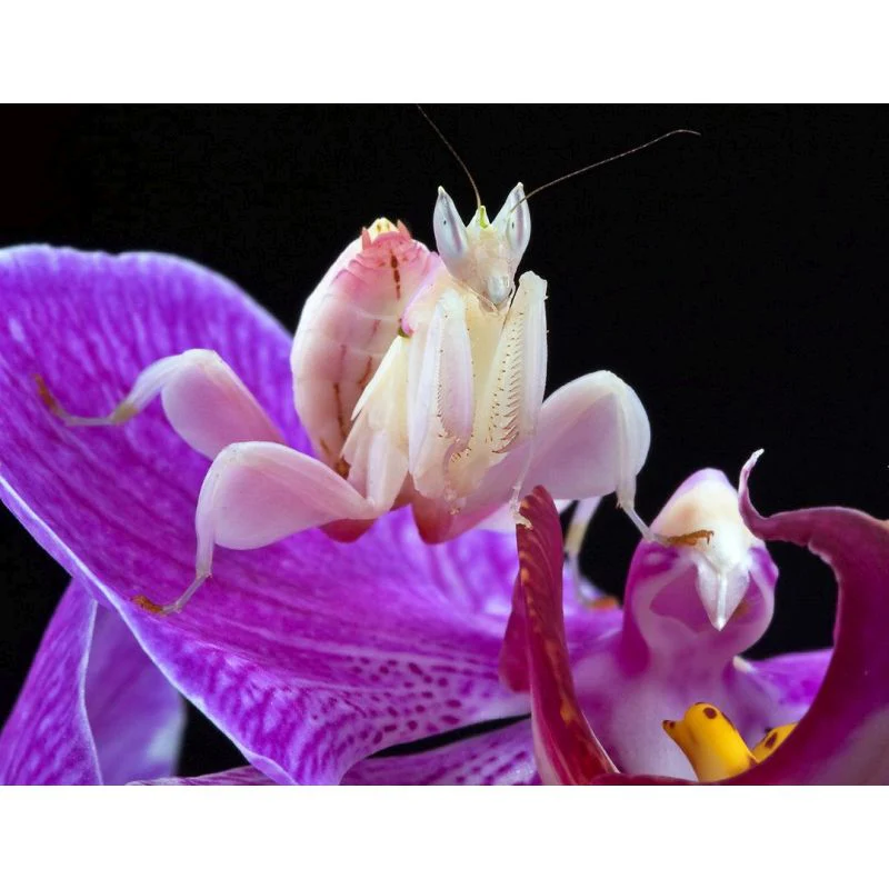 Orchid Mantis | Hymenopus coronatus