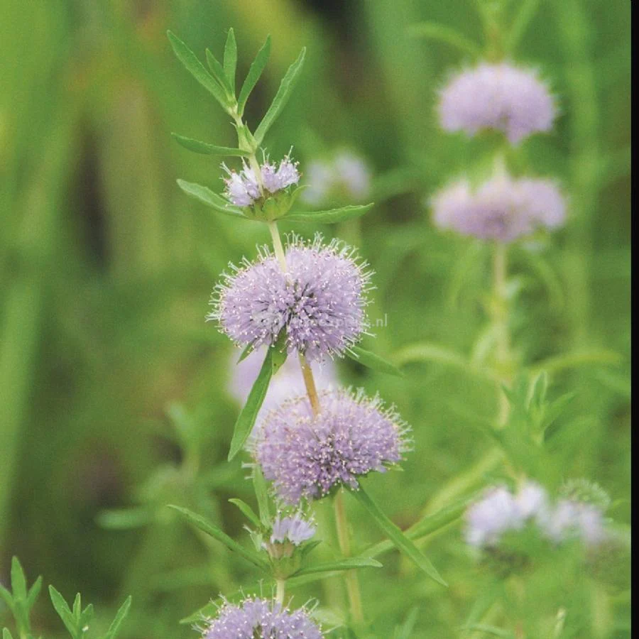 Preslia cervina 'Alba' | White Water Spearmint P9