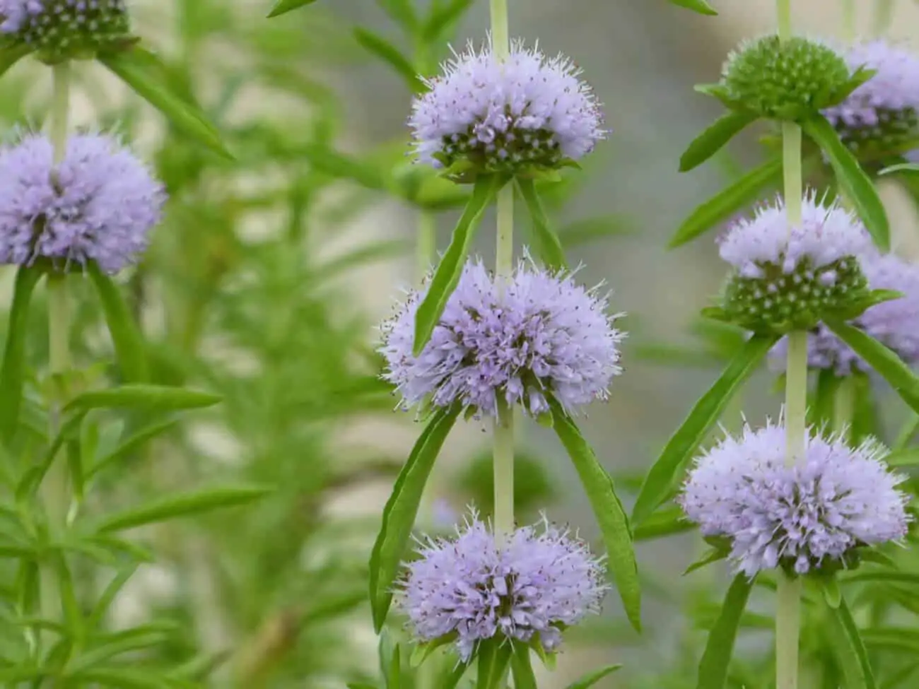 Preslia cervina 'Alba' | White Water Spearmint P9 - Image 2
