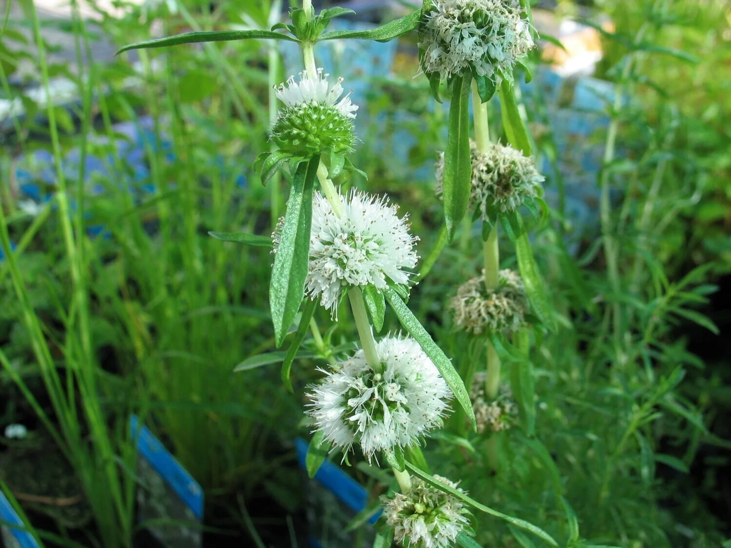 Preslia cervina 'Alba' | White Water Spearmint P9 - Image 3