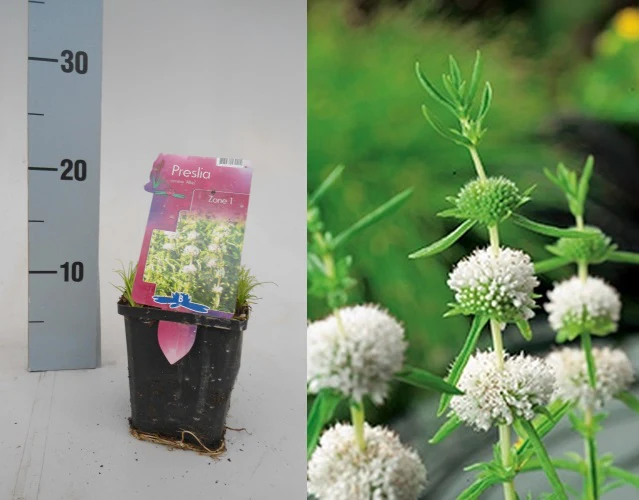 Preslia cervina 'Alba' | White Water Spearmint P9 - Image 4
