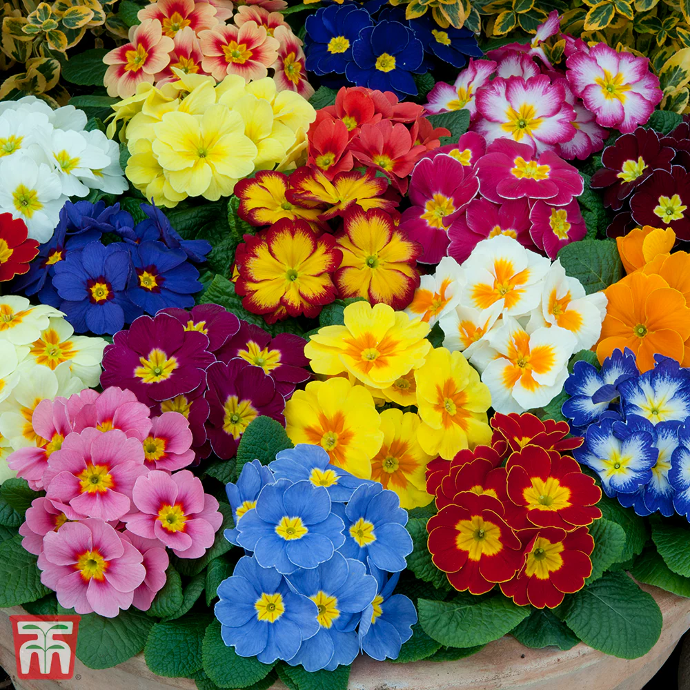 Primrose T&M Special Giant Mix