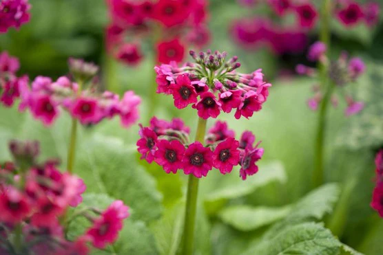 Primula japonica 'Miller's Crimson' - Image 2