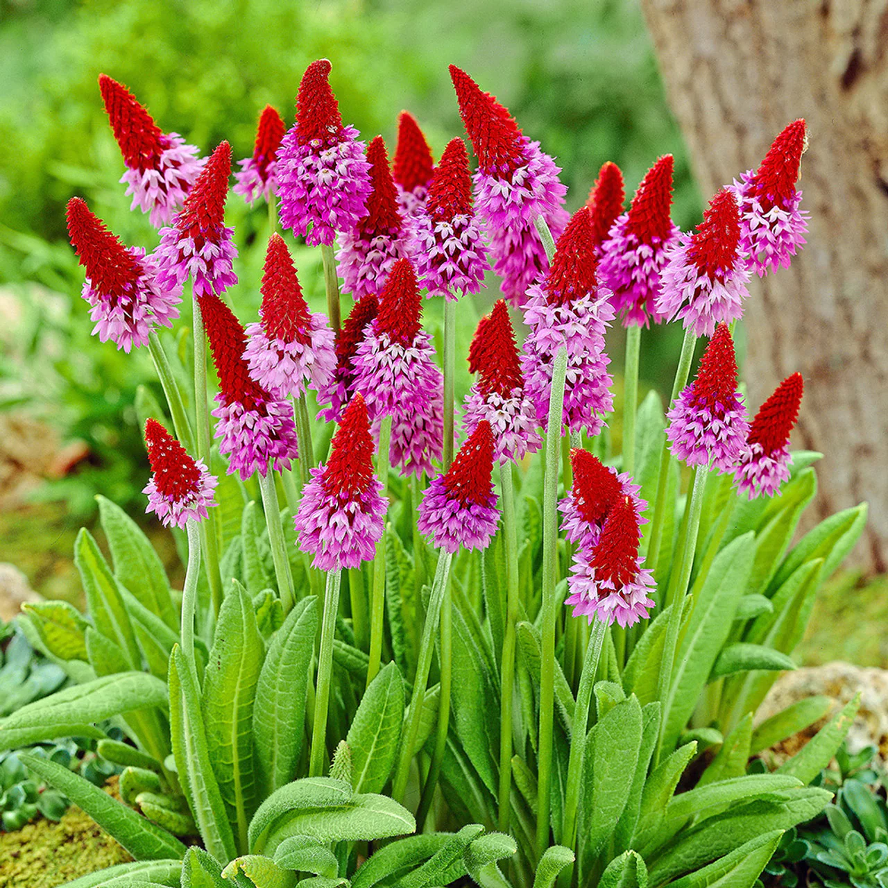 Primula vialii P9