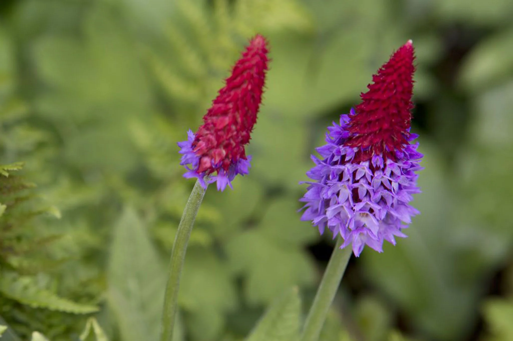 Primula vialii P9 - Image 2