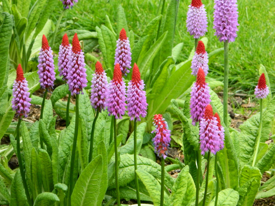 Primula vialii P9 - Image 4