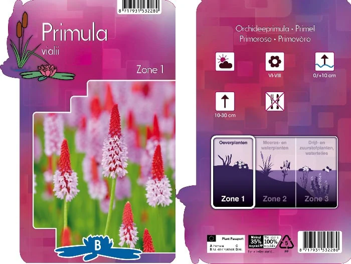 Primula vialii P9 - Image 5
