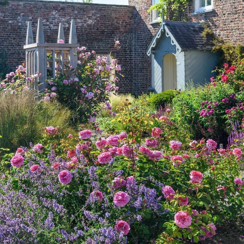 Priness Alexandra of Kent David Austin Fragrant Rose 6 Litre - Image 4