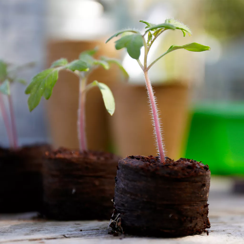 Gro-Sure Peat Free Compost Growing Discs - Image 2