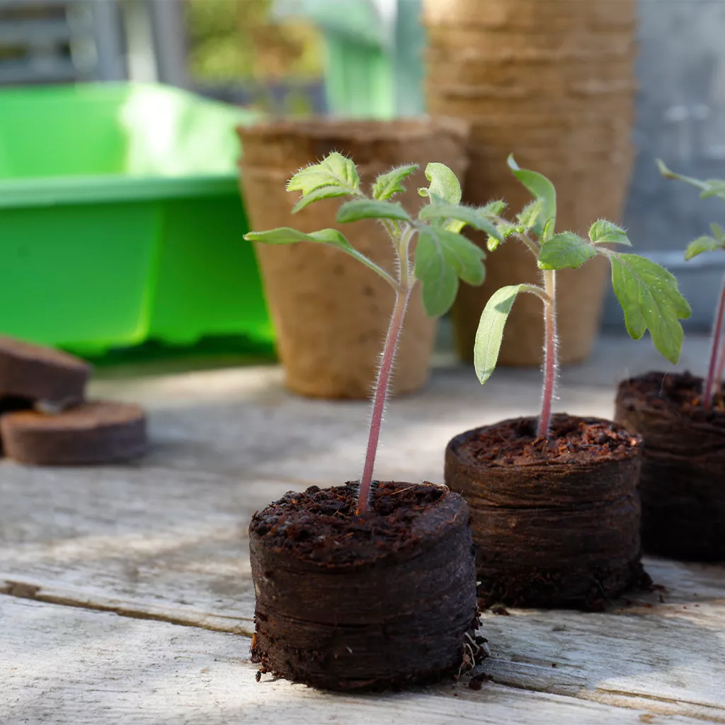 Gro-Sure Peat Free Compost Growing Discs - Image 3