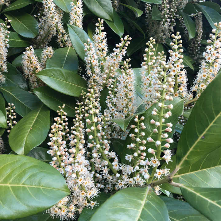 Prunus laurocerasus Rotundifolia Trough | Cherry Laurel (110 Litre Trough 100 x 300cm) - Image 3